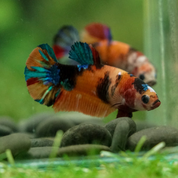 Multicolor/ Galaxy Koi Plakat- Female- 13 Weeks Old