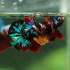 Multicolor/Galaxy Koi Plakat -16 weeks Old