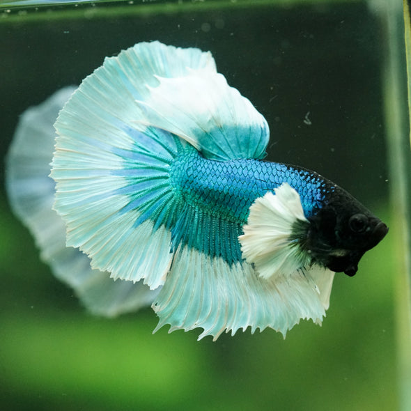 Dumbo Halfmoon - 11 weeks old