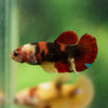 Multicolor/ Galaxy Koi Plakat- Female- 13 Weeks Old