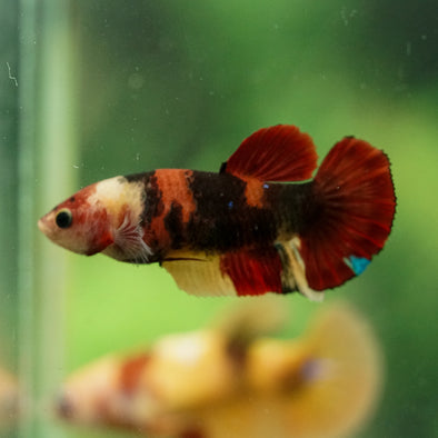 Multicolor/ Galaxy Koi Plakat- Female- 13 Weeks Old