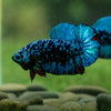 Black Koi Galaxy Plakat (Avatar) -13 weeks Old