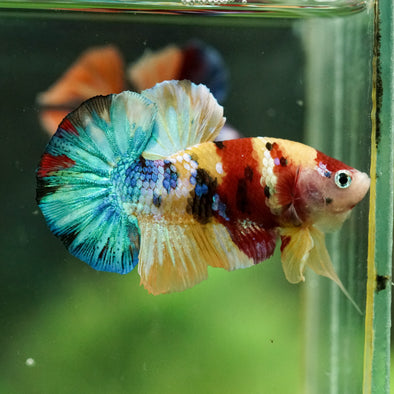 Multicolor/Galaxy Koi Plakat -16 weeks Old