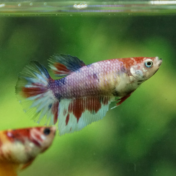 Multicolor/ Galaxy Koi Halfmoon - Female- 13 Weeks Old