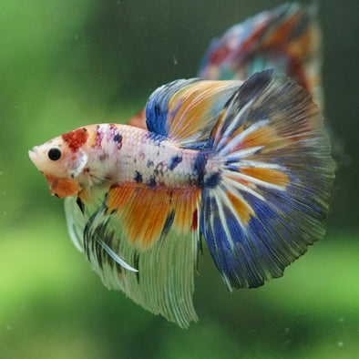 Galaxy/Candy Koi Halfmoon - 14 weeks old