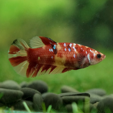 Multicolor/ Galaxy Koi Plakat- Female- 13 Weeks Old