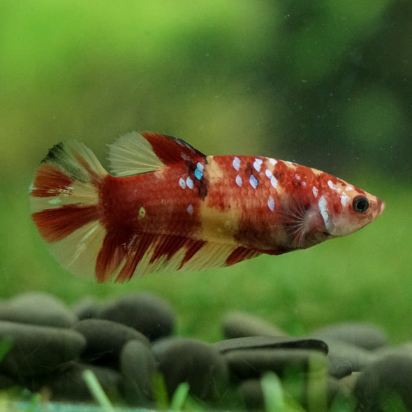 Multicolor/ Galaxy Koi Plakat- Female- 13 Weeks Old