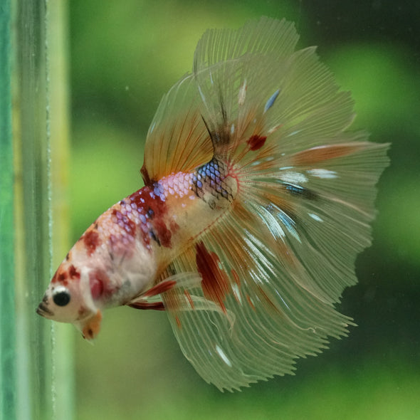 Galaxy/Candy Koi Halfmoon - 14 weeks old