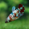 Multicolor/ Galaxy Koi Plakat - Female- 13 Weeks Old