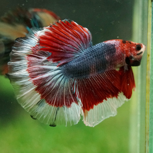 Galaxy/Candy Koi Halfmoon - 14 weeks old