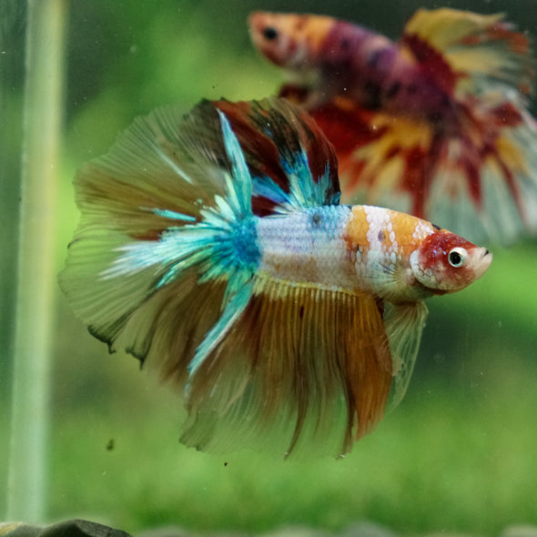 Galaxy/Candy Koi Halfmoon - 13 weeks old