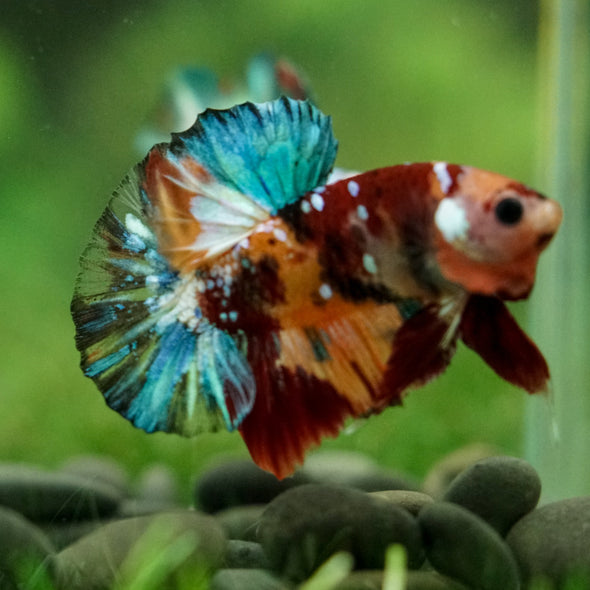 Multicolor/Galaxy Koi Plakat -16 weeks Old