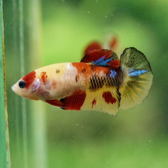 Multicolor/ Galaxy Koi Plakat- Female- 13 Weeks Old