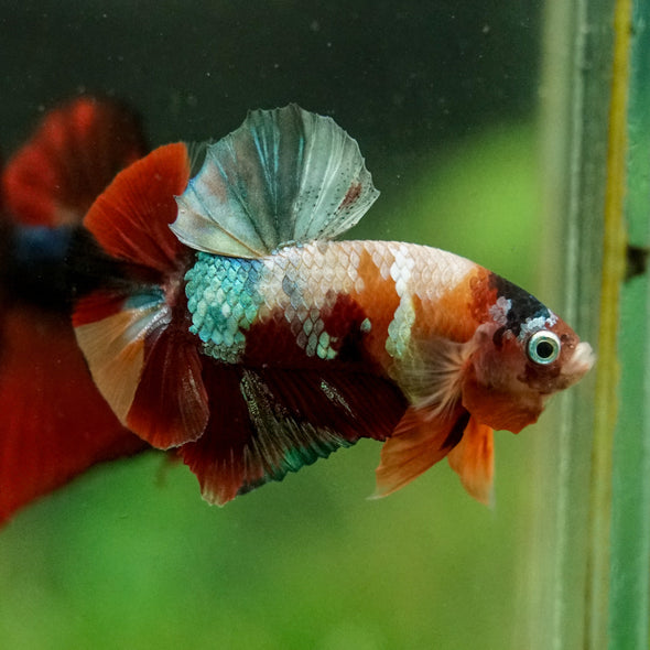 Multicolor/Galaxy Koi Plakat -16 weeks Old