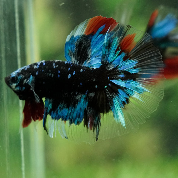 Black Base Galaxy Koi Halfmoon (Avatar) - 14 weeks old