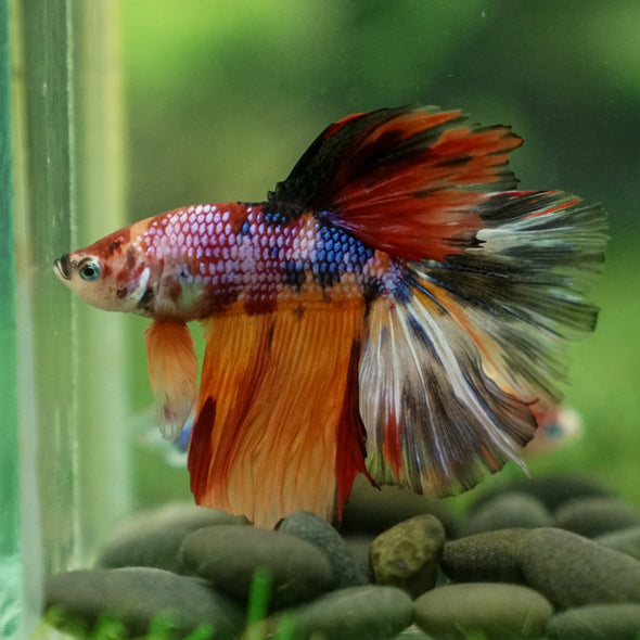 Galaxy/Candy Koi Halfmoon - 13 weeks old