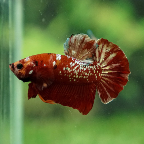 Multicolor/Galaxy Koi Plakat -16 weeks Old