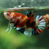 Multicolor/Galaxy Koi Plakat -15 weeks Old