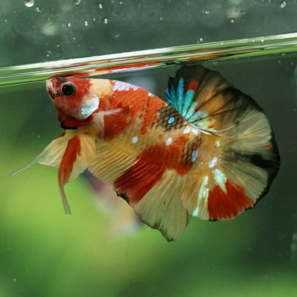 Multicolor/Galaxy Koi Plakat -10 weeks Old