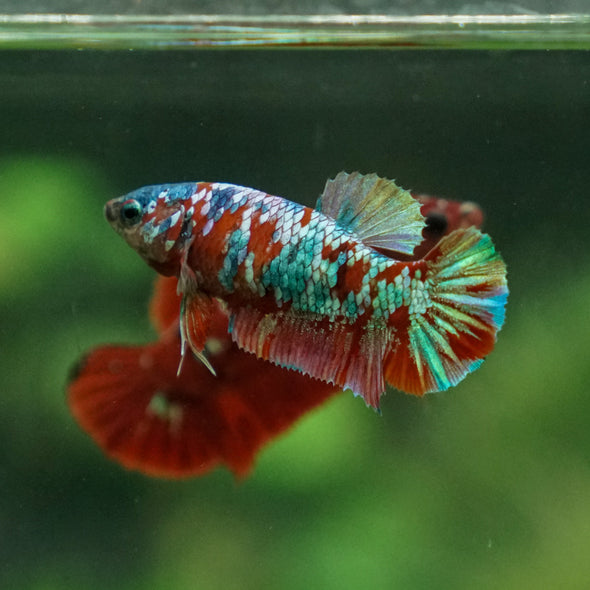 Multicolor/ Galaxy Koi Plakat- Female- 13 Weeks Old