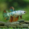 Multicolor/ Galaxy Koi Halfmoon - Female- 13 Weeks Old