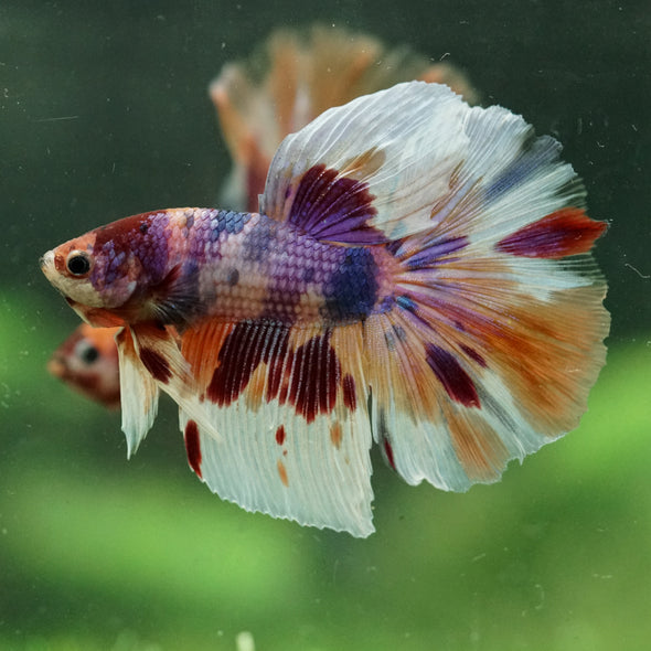 Galaxy/Candy Koi Halfmoon - 14 weeks old