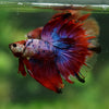 Galaxy/Candy Koi Halfmoon - 14 weeks old