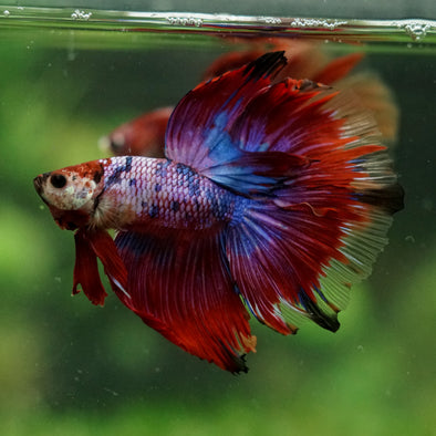 Galaxy/Candy Koi Halfmoon - 14 weeks old