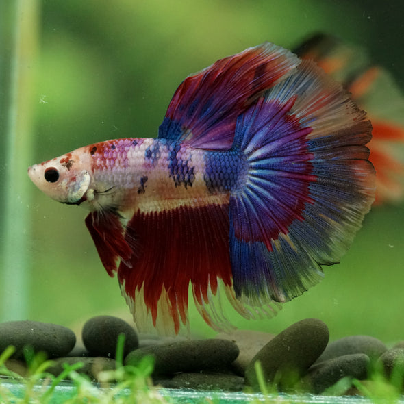 Galaxy/Candy Koi Halfmoon - 11 weeks old