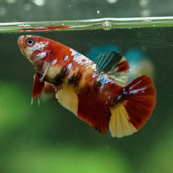 Multicolor/ Galaxy Koi Plakat- Female- 13 Weeks Old