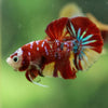 Multicolor/Galaxy Koi Plakat -16 weeks Old