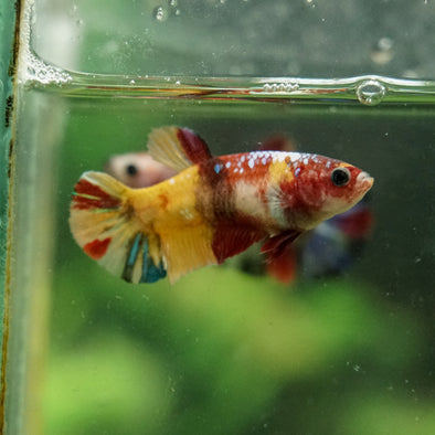 Multicolor/ Galaxy Koi Plakat- Female- 13 Weeks Old