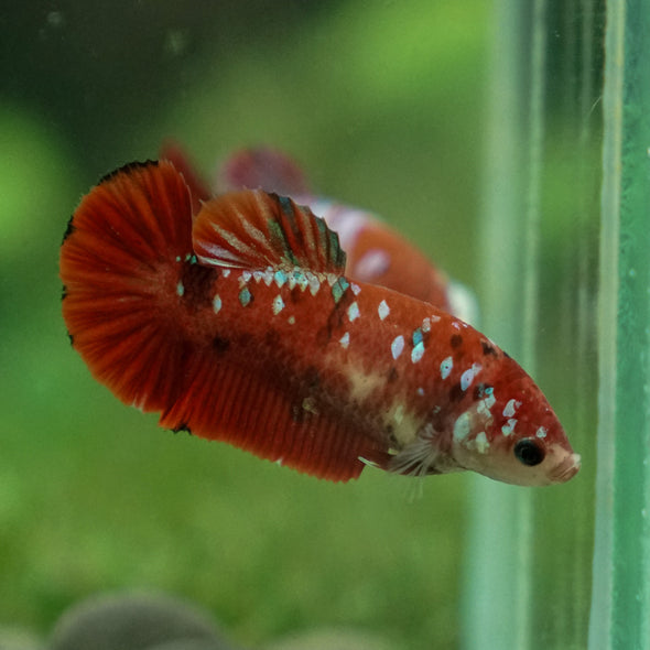 Multicolor/ Galaxy Koi Plakat- Female- 13 Weeks Old