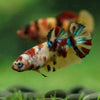 Multicolor/ Galaxy Koi Plakat- Female- 13 Weeks Old