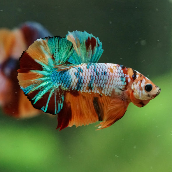 Multicolor/Galaxy Koi Plakat -16 weeks Old