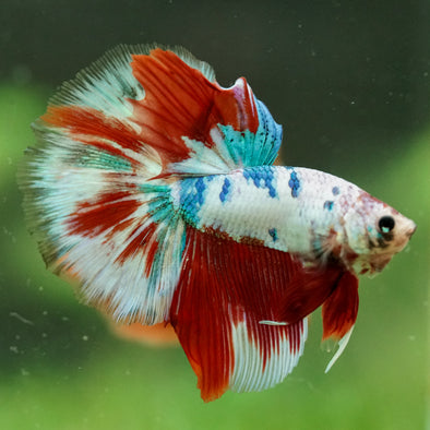 Galaxy/Candy Koi Halfmoon - 14 weeks old