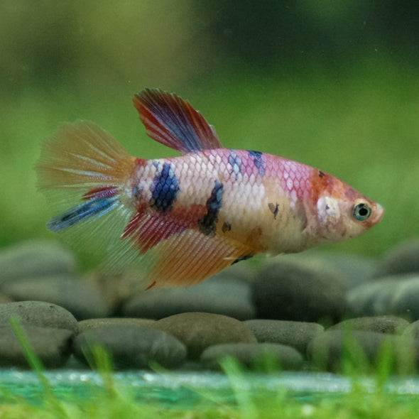 Multicolor/ Galaxy Koi Halfmoon- Female- 13 Weeks Old