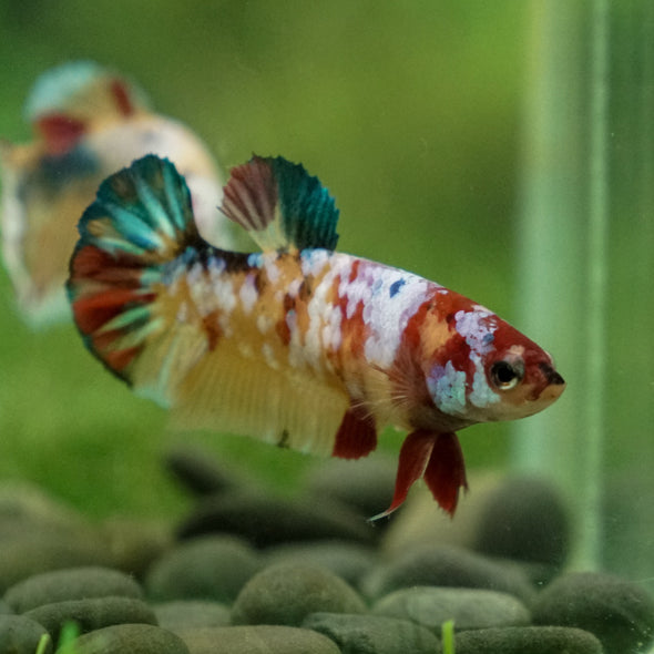 Multicolor/ Galaxy Koi Plakat - Female- 13 Weeks Old