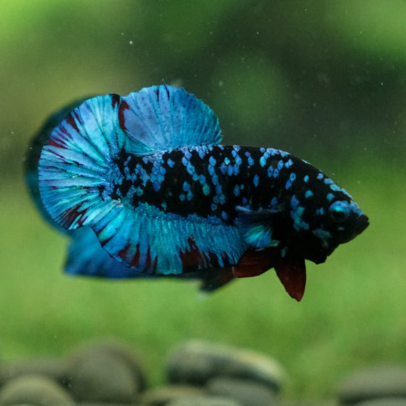 Black Koi Galaxy Plakat (Avatar) -13 weeks Old