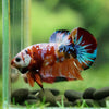 Multicolor/Galaxy Koi Plakat -16 weeks Old