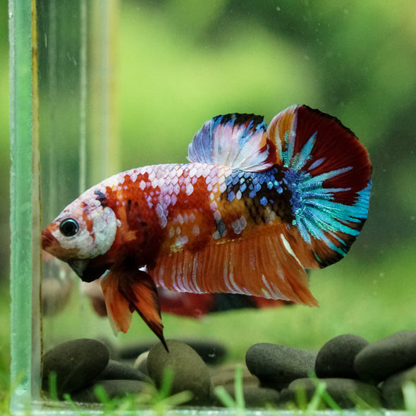 Multicolor/Galaxy Koi Plakat -16 weeks Old