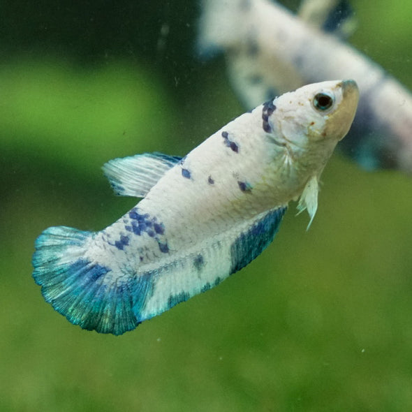 Blue/Green Dalmatian Plakat- Female