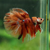 Galaxy/Candy Koi Halfmoon - 14 weeks old