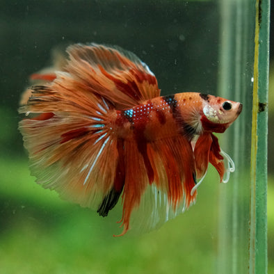 Galaxy/Candy Koi Halfmoon - 14 weeks old