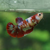 Multicolor/ Galaxy Koi Plakat- Female- 13 Weeks Old