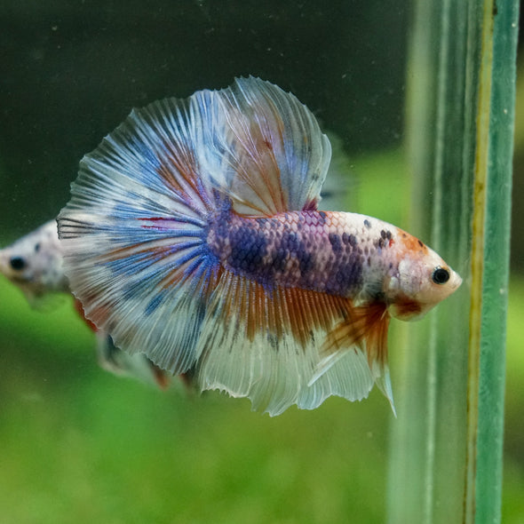 Galaxy/Candy Koi Halfmoon - 14 weeks old