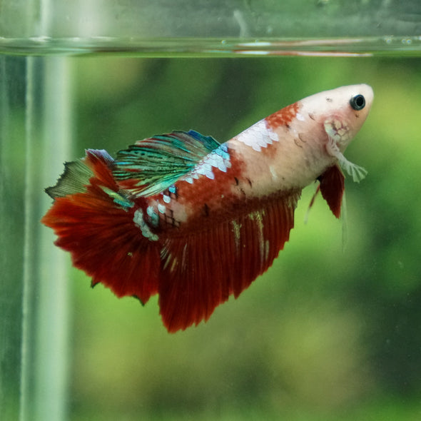 Multicolor/ Galaxy Koi Halfmoon- Female- 13 Weeks Old