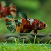 Multicolor/ Galaxy Koi Plakat- Female- 13 Weeks Old