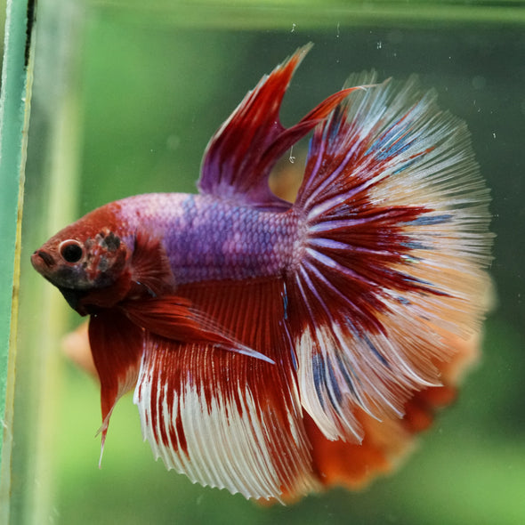 Galaxy/Candy Koi Halfmoon - 14 weeks old