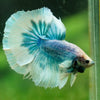 Dumbo Halfmoon - 12 weeks old